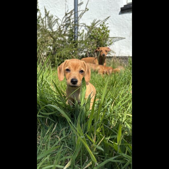 Dachshund (Standard &amp; Miniature) - Both