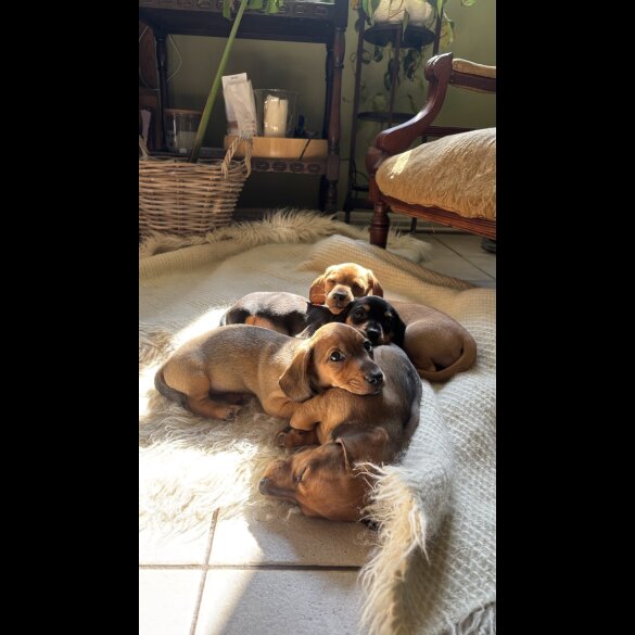 Dachshund (Standard &amp; Miniature) - Both