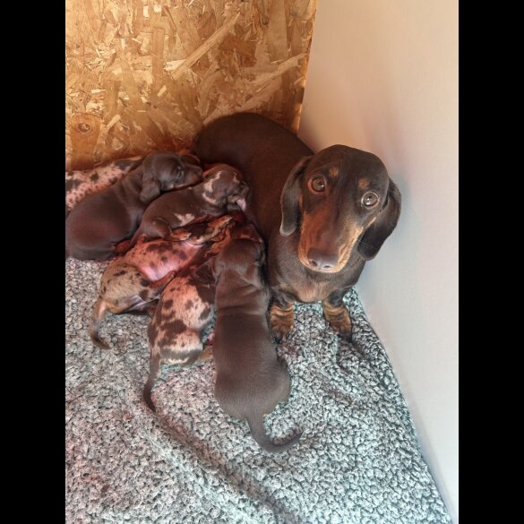 Dachshund (Standard &amp; Miniature) - Both