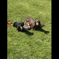 Dachshund (Standard &amp; Miniature) - Both