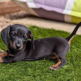 Dachshund (Standard &amp; Miniature) - Both