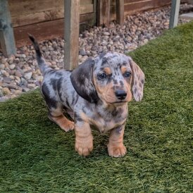 Dachshund (Standard &amp; Miniature) - Both