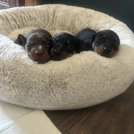 Dachshund (Standard &amp; Miniature) - Bitches