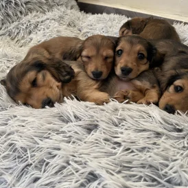 Dachshund (Standard &amp; Miniature) - Both