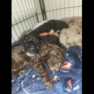 Miniature Poodle - Both