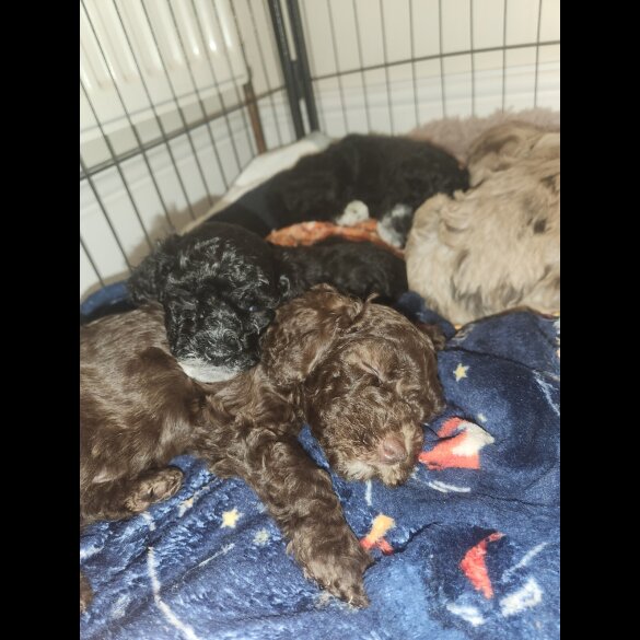 Miniature Poodle - Both