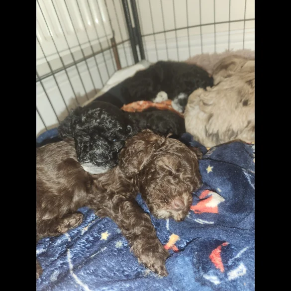 Miniature Poodle - Both