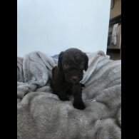 Miniature Poodle - Both