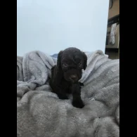 Miniature Poodle - Both