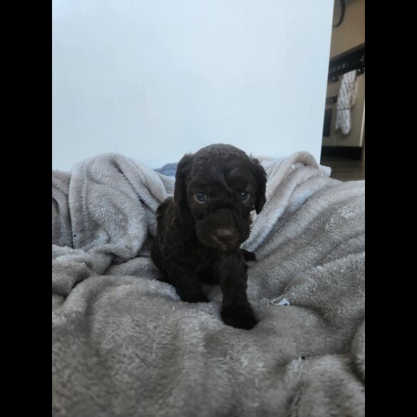 Miniature Poodle - Both