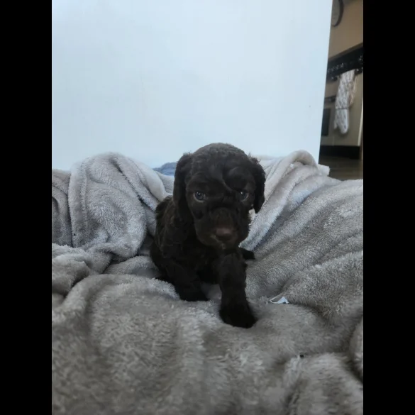 Miniature Poodle - Both