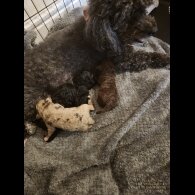 Miniature Poodle - Both
