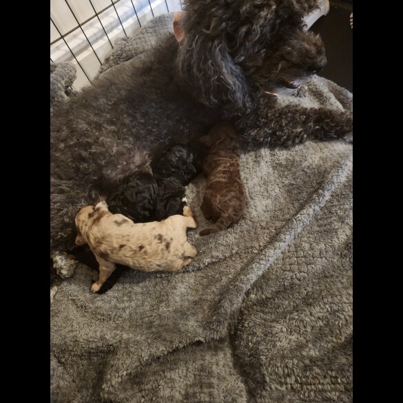 Miniature Poodle - Both