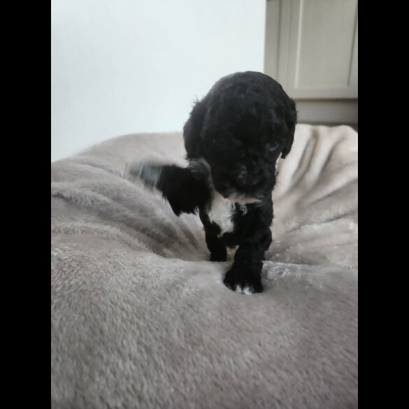 Miniature Poodle - Both