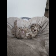 Miniature Poodle - Both