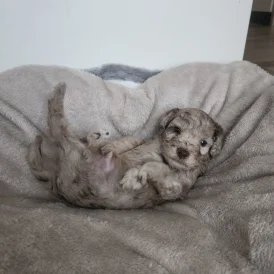 Miniature Poodle - Both