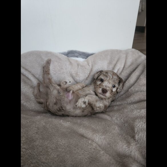 Miniature Poodle - Both