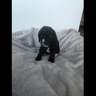 Miniature Poodle - Both