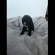 Miniature Poodle - Both