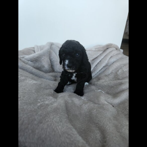 Miniature Poodle - Both
