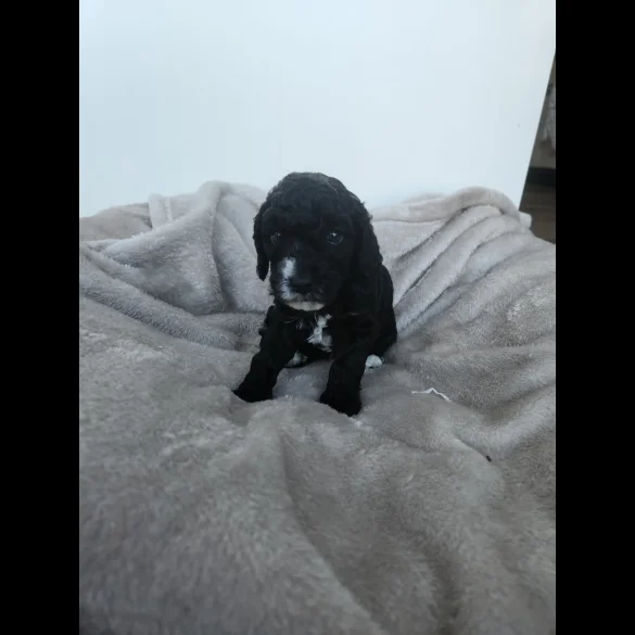 Miniature Poodle - Both
