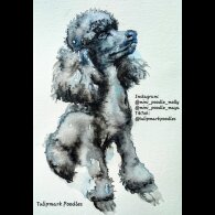 Miniature Poodle - Both