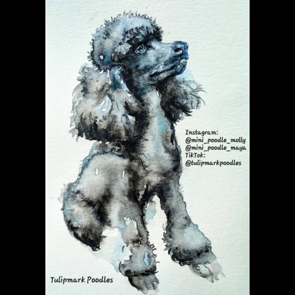 Miniature Poodle - Both