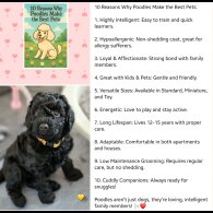 Miniature Poodle - Both