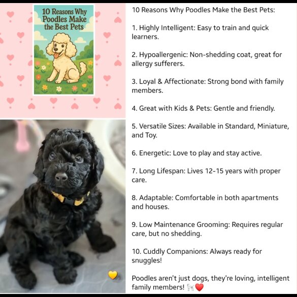 Miniature Poodle - Both