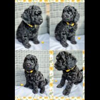Miniature Poodle - Both