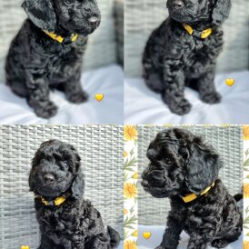 Miniature Poodle - Both