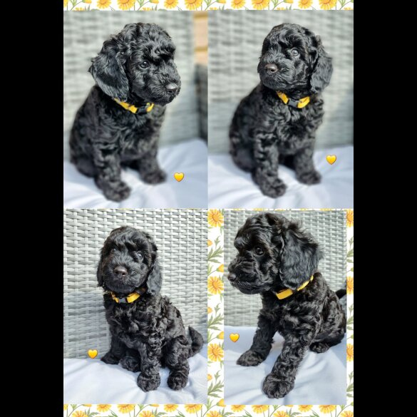 Miniature Poodle - Both