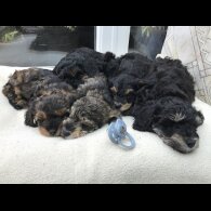 Toy Poodle - Both