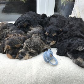 Toy Poodle - Both