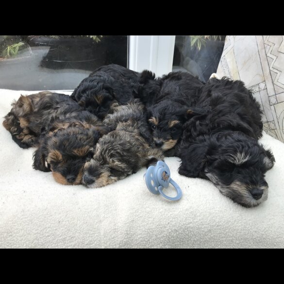 Toy Poodle - Both