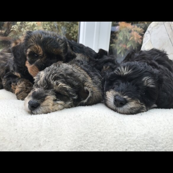 Toy Poodle - Both