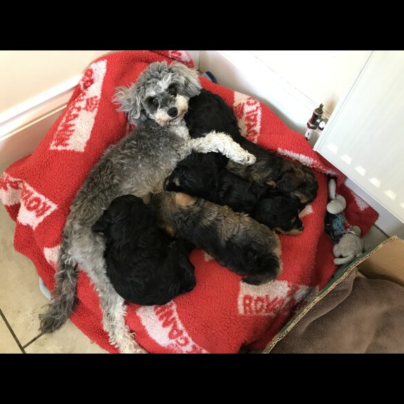 Toy Poodle - Both