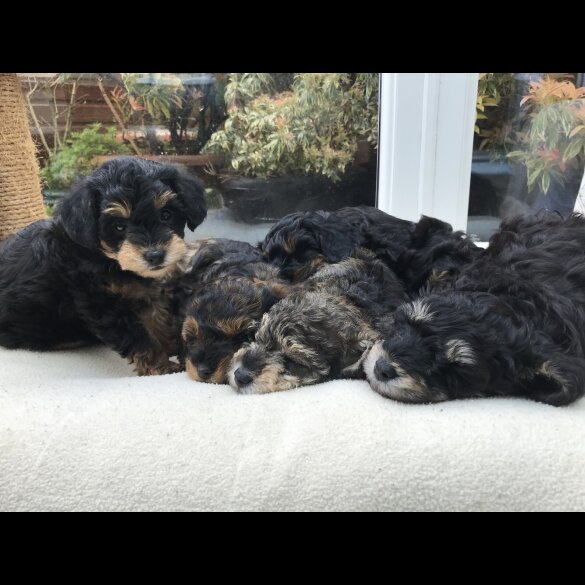 Toy Poodle - Both
