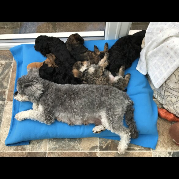 Toy Poodle - Both