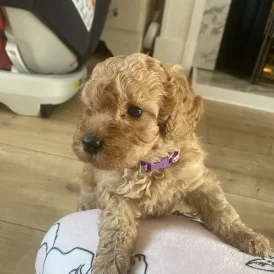 Toy Poodle - Bitches