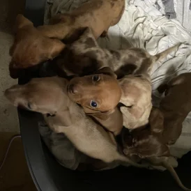 Dachshund (Standard &amp; Miniature) - Both