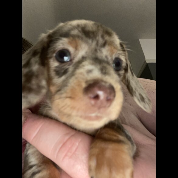 Dachshund (Standard &amp; Miniature) - Both