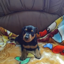 Miniature Pinscher - Both
