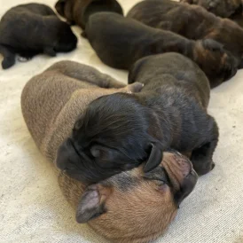 Mixed Breed - Both