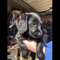 Mixed Breed - Both