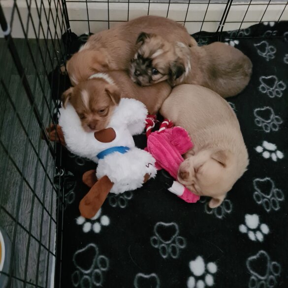 Mixed Breed - Both