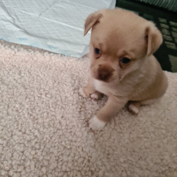 Mixed Breed - Both