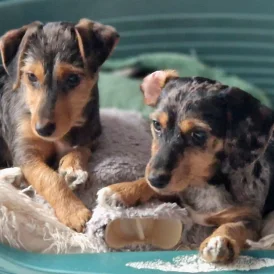 Mixed Breed - Both