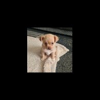 Mixed Breed - Both