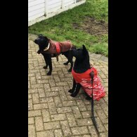 Mixed Breed - Both